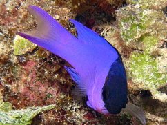 Gramma melacara II