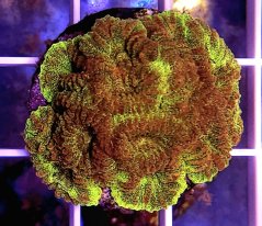 Favia sp. 24K