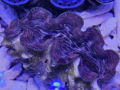 Tridacna squamosina ULTRA