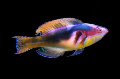 Cirrhilabrus exquisitus