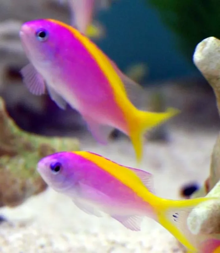 Pseudanthias evansi