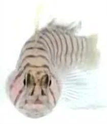 Elacatinus macrodon