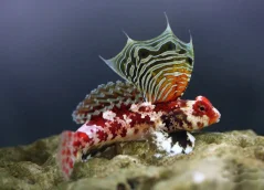 Synchiropus stellatus
