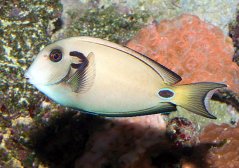 Acanthurus tennentii