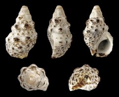 Cerithium caeruleum 01
