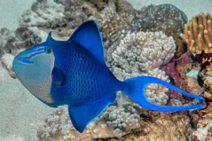 Odonus niger