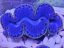 Tridacna maxima ULTRA BLUE č.2 6-7 cm