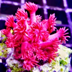 Goniopora minor Metallic red1
