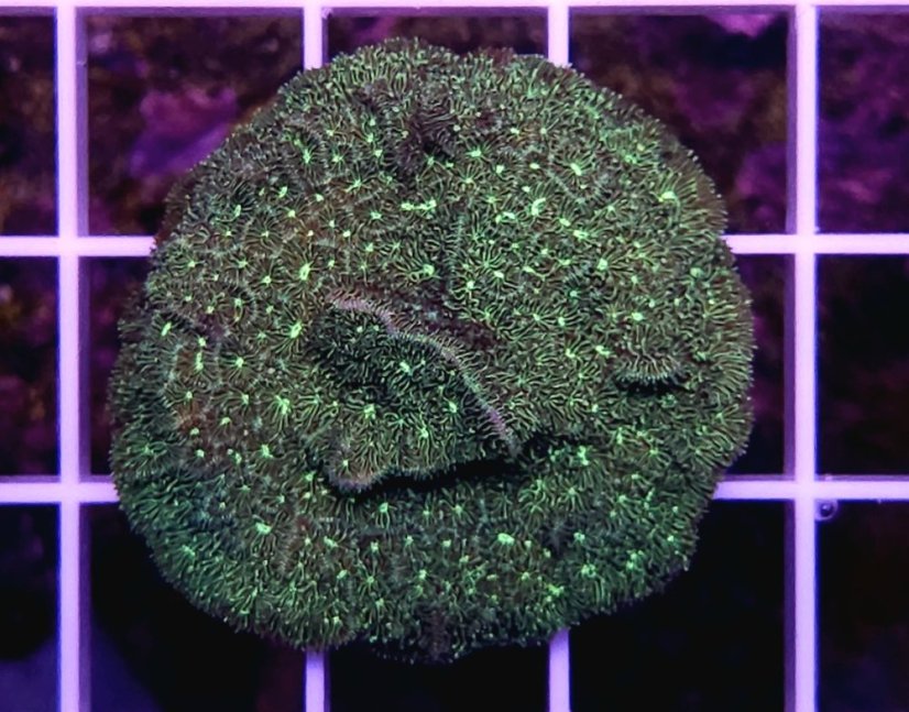Pavona sp. GLITTER GREEN