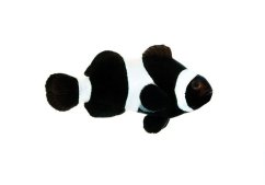 amphiprion ocellaris black amphiprion ocellaris black