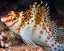 cirrhitichthys falco3