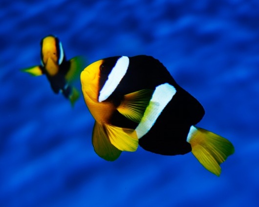 amphiprion clarkii1