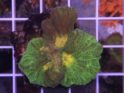 Pectinia alcicornis SPACE INVADER