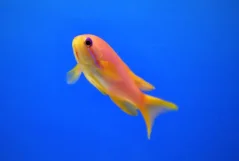 Pseudanthias squamipinnis