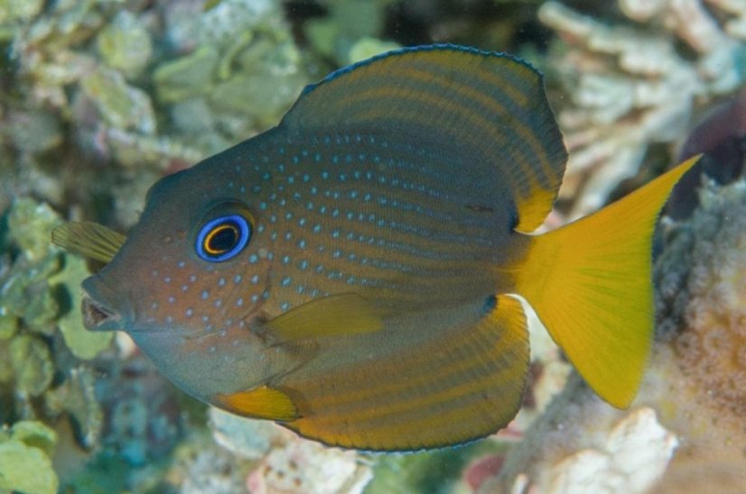ctenochaetus binottatus II