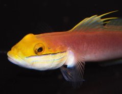 Valenciennea bella