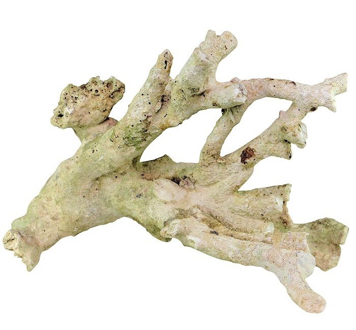 Tonga Branch Rocks naturalna skała