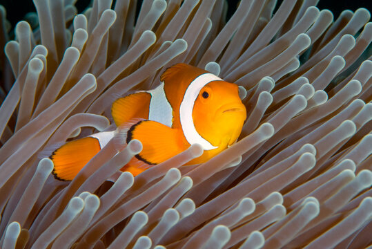 AmphipOcellarMarkRosenstein1