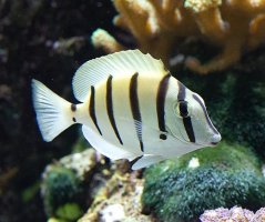Acanthurus triostegus