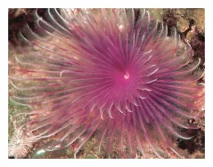 Bispira guinensis