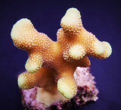 Stylophora sp. Yellow purple Aussie41
