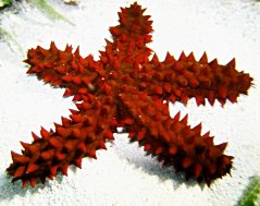Othilia echinophora