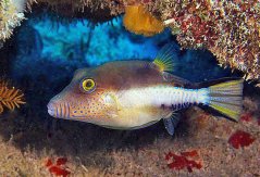 Canthigaster rostrata