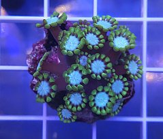 Alveopora tizardi Mint