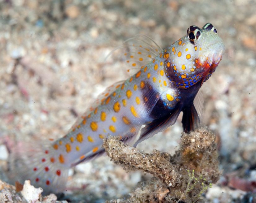 a.guttata2