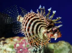 Dendrochirus brachypterus 6 cm