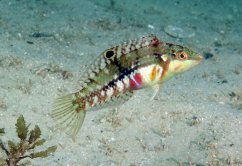 nebulosus