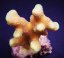 Stylophora sp. Yellow purple Aussie41