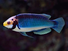cirrhilabrus solorensis2