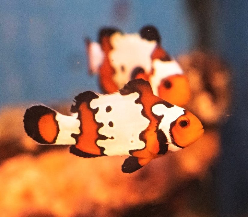 Snowflake