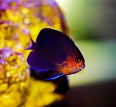 Centropyge flavicauda