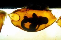 Chiloscyllium plagiosum - vajíčko
