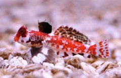 Synchiropus stellatus