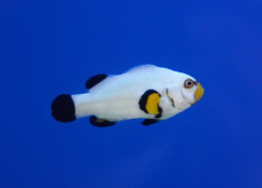 Amphiprion ocellaris Wyoming platinum