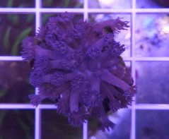 Goniopora sp. Purple/Blue