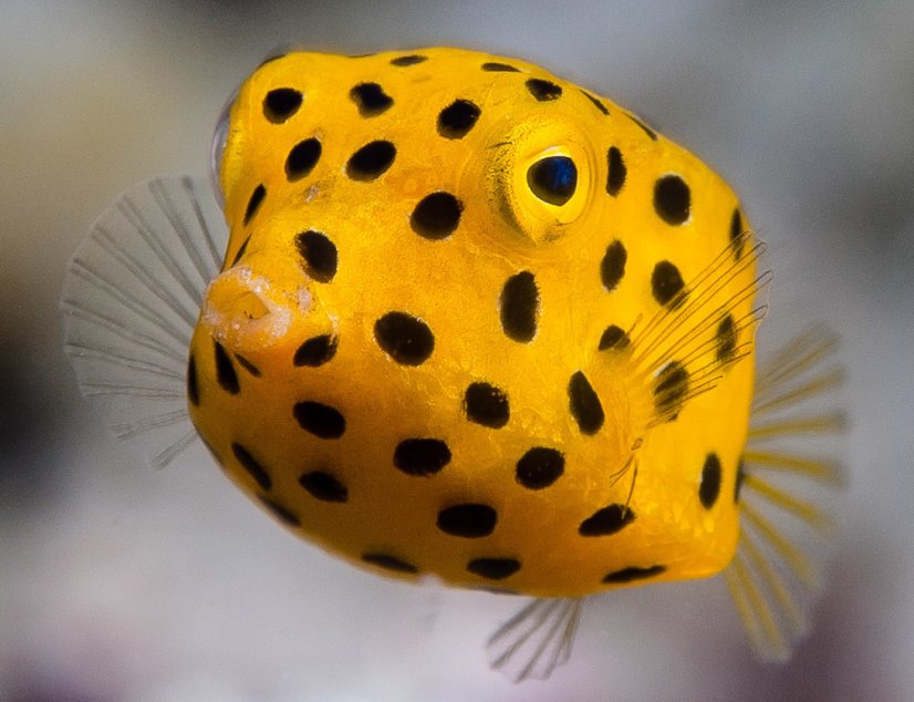 ostracion cubicus