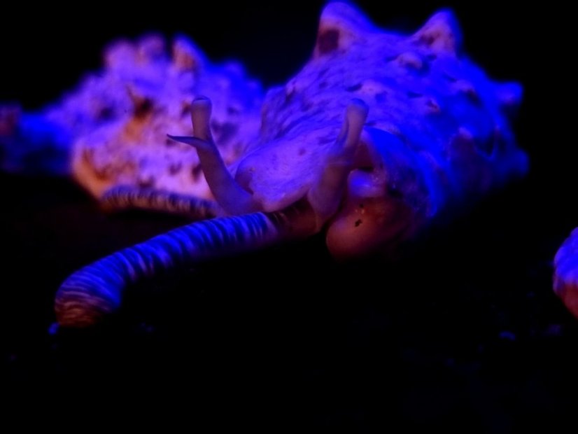 Strombus bulla
