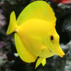 Zebrasoma flavescens
