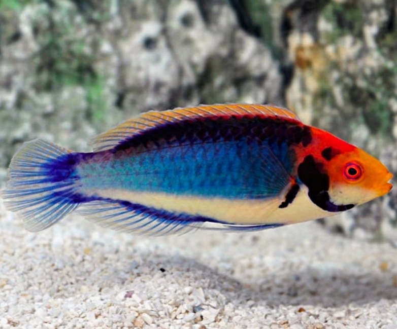 cirrhilabrus solorensis3