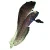 Chaenopsidae
