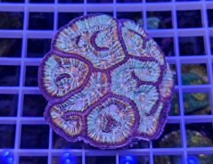 Symhyllia wilsoni PREMIUN MULTICOLOR č.1