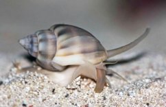 nassariusdistortus