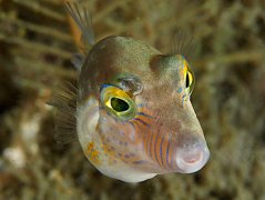 Canthigaster rostrata