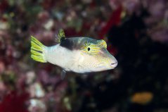 Canthigaster epilampra