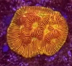 Leptoseris GREEN O-LANTERN