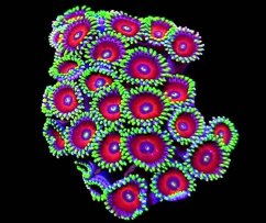 watermelon1